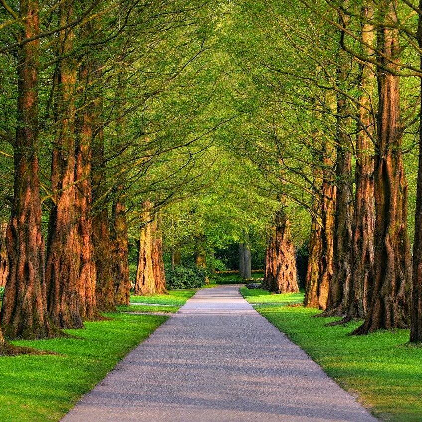 pathway, park, trees-3596034.jpg